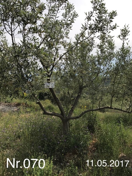 Nr. 070 Olivenbaum Patenschaft aus dem Generations-Olivenhain Christakis