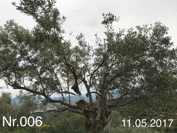 Nr. 006 Olivenbaum Patenschaft aus dem Generations-Olivenhain Christakis
