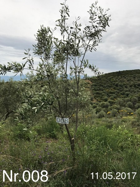 Nr. 008 Olivenbaum Patenschaft aus dem Generations-Olivenhain Christakis