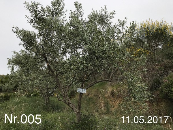 Nr. 005 Olivenbaum Patenschaft aus dem Generations-Olivenhain Christakis