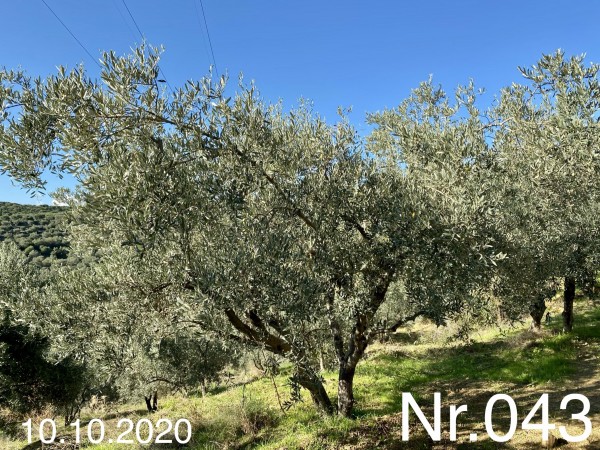 Nr. 043 Olivenbaum Patenschaft aus dem Generations-Olivenhain Christakis