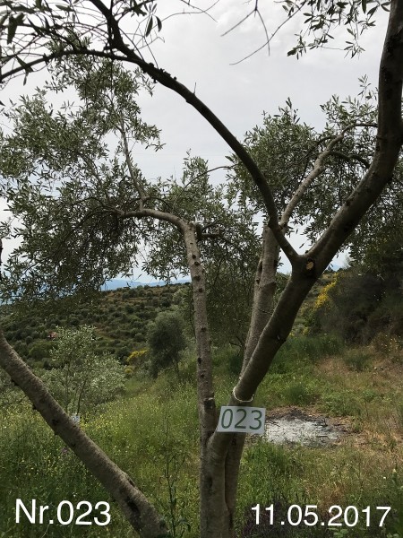 Nr. 023 Olivenbaum Patenschaft aus dem Generations-Olivenhain Christakis
