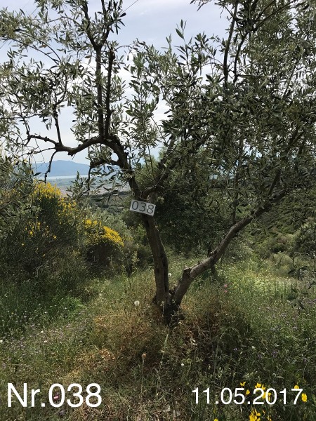 Nr. 038 Olivenbaum Patenschaft aus dem Generations-Olivenhain Christakis
