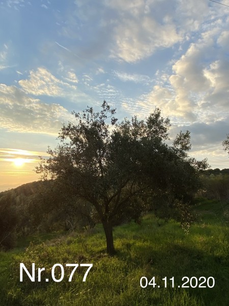 Nr. 077 Olivenbaum Patenschaft aus dem Generations-Olivenhain Christakis