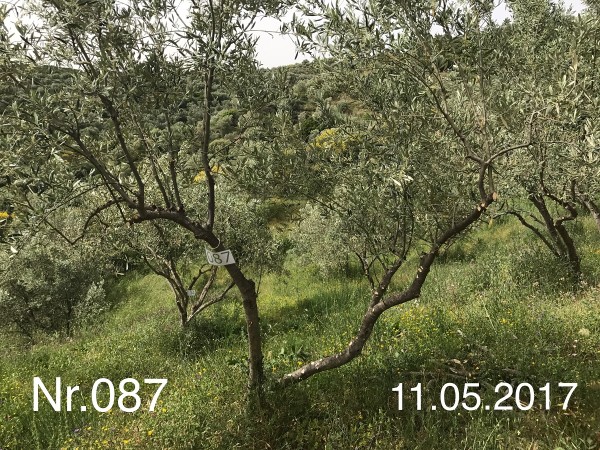 Nr. 087 Olivenbaum Patenschaft aus dem Generations-Olivenhain Christakis