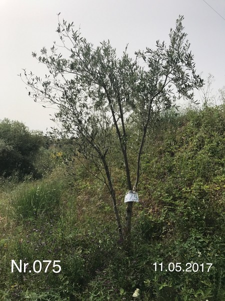 Nr. 075 Olivenbaum Patenschaft aus dem Generations-Olivenhain Christakis
