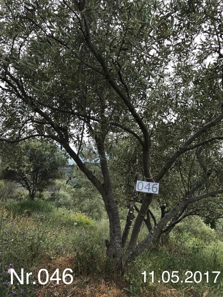 Nr. 046 Olivenbaum Patenschaft aus dem Generations-Olivenhain Christakis