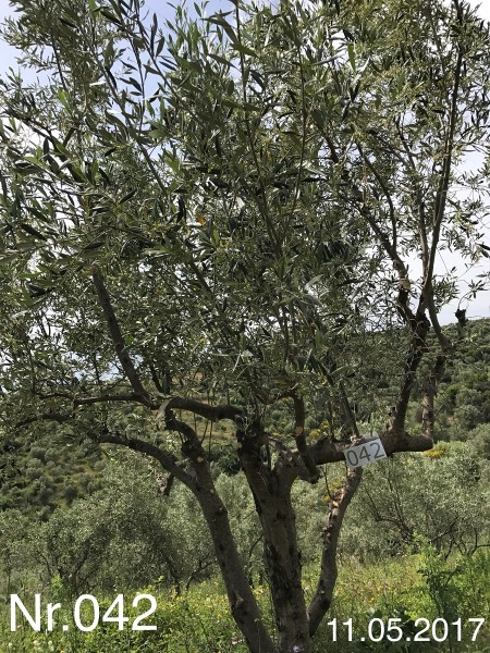Nr. 042 Olivenbaum Patenschaft aus dem Generations-Olivenhain Christakis