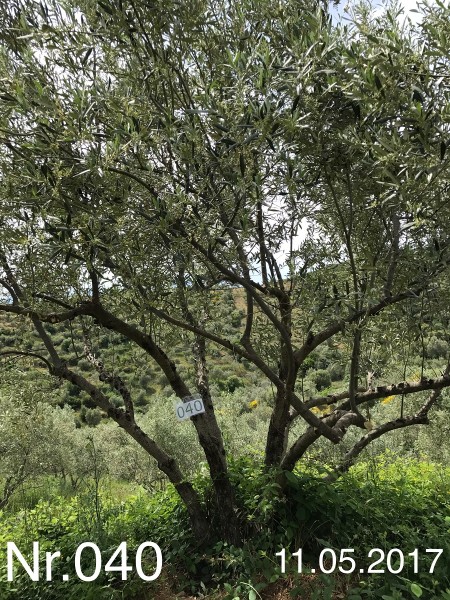 Nr. 040 Olivenbaum Patenschaft aus dem Generations-Olivenhain Christakis