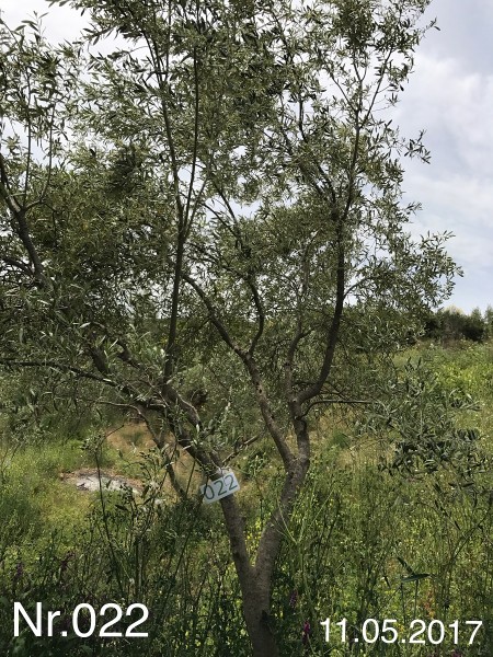 Nr. 022 Olivenbaum Patenschaft aus dem Generations-Olivenhain Christakis