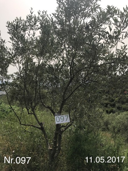 Nr. 097 Olivenbaum Patenschaft aus dem Generations-Olivenhain Christakis