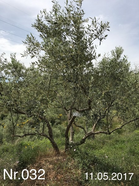 Nr. 032 Olivenbaum Patenschaft aus dem Generations-Olivenhain Christakis