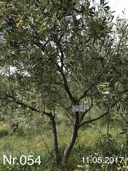 Nr. 054 Olivenbaum Patenschaft aus dem Generations-Olivenhain Christakis