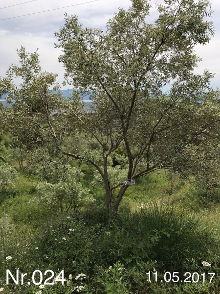 Nr. 024 Olivenbaum Patenschaft aus dem Generations-Olivenhain Christakis