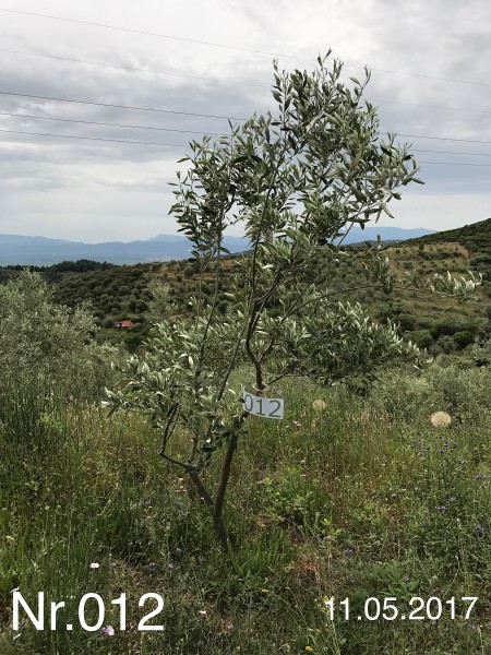 Nr. 012 Olivenbaum Patenschaft aus dem Generations-Olivenhain Christakis