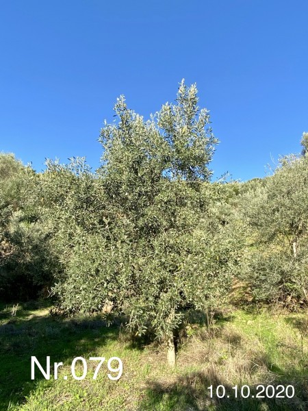 Nr. 079 Olivenbaum Patenschaft aus dem Generations-Olivenhain Christakis
